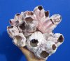 8 by 7-1/2 inches Unique Purple Barnacle Cluster for Sale - Buy this one for $16.99