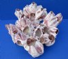 7-1/2 by 7 inches Purple Barnacle Cluster for Decorating - Buy this one for $14.99