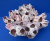 7 by 7 inches Pacific Purple Barnacle Cluster for Displaying Airplants - Buy this one for $14.99