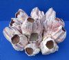 8 by 7-3/4 inches Purple Barnacle Cluster from the Pacific Ocean - Buy this one for $16.99