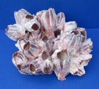 7 by 6-1/2 inches Pacific Purple Barnacle Cluster for Sale - Buy this one for $14.99