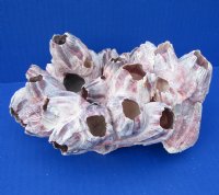 7 by 6-1/2 inches Pacific Purple Barnacle Cluster for Sale - Buy this one for $14.99