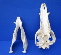 13 inches Real Georgia Wild Boar Skull, Wild Hog Skull for Sale - Buy this one for $69.99