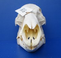 13 inches Real Georgia Wild Boar Skull, Wild Hog Skull for Sale - Buy this one for $69.99