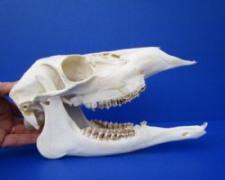 10 inches Doe Deer Skull for Sale from a Whitetail Deer - Buy this one for $64.99