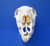 10 inches Doe Deer Skull for Sale from a Whitetail Deer - Buy this one for $59.99