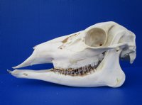 10 inches Doe Deer Skull for Sale from a Whitetail Deer - Buy this one for $59.99