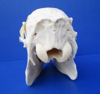 10 inches Doe Deer Skull for Sale from a Whitetail Deer - Buy this one for $59.99