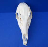 10 inches Doe Deer Skull for Sale from a Whitetail Deer - Buy this one for $59.99