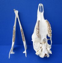 10 inches Doe Deer Skull for Sale from a Whitetail Deer - Buy this one for $59.99