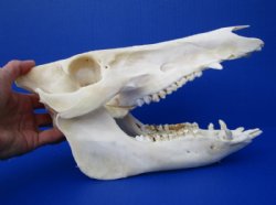 11 inches Real Georgia Wild Boar, Hog Skull for $49.99