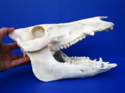 10-1/2 inches Georgia Wild Boar, Hog, Pig Skull for $49.99