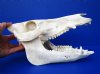 10-1/2 inches Real Georgia Wild Boar Skull, Wild Hog Skull for Sale - Buy this one for $49.99