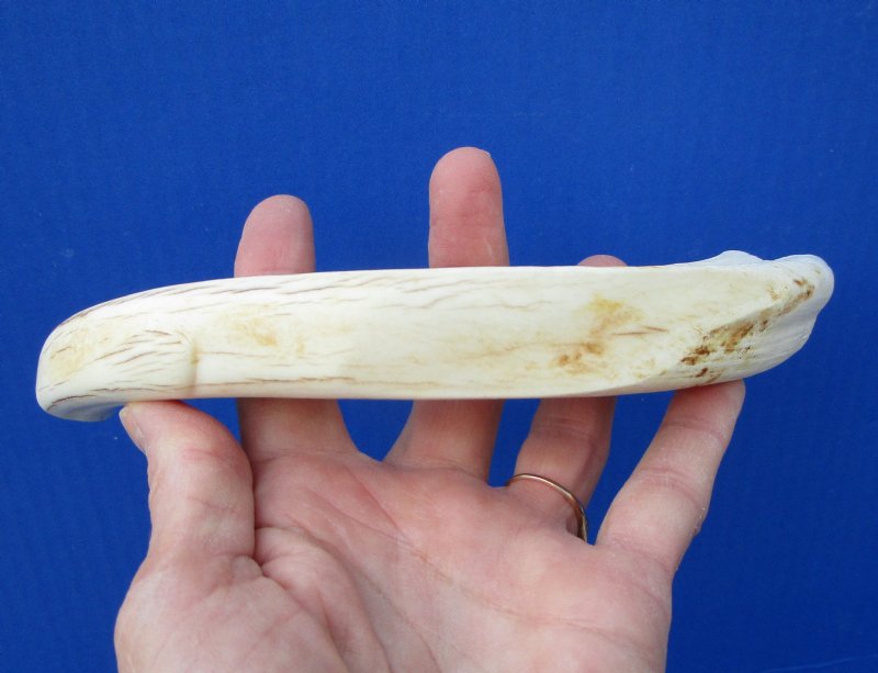 Ivory Tusk Value