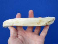 10-1/2 inches Huge African Warthog Ivory Tusk for Carving, 7 ounces, <font color=red> 8 inches Solid</font> - Buy this one for $54.99