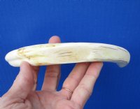 9-3/4 inches Warthog Tusk for Sale for Carving Ivory 5.2 ounces, <font color=red> 6-3/4 inches Solid</font> - Buy this one for $44.99