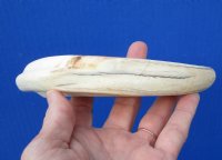 10 inches Huge Real Warthog Tusk for Sale, <font color=red> 7 inches Solid</font> - Buy this one for $54.99