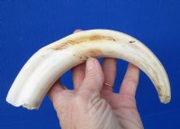 10 inches Huge Real Warthog Tusk for Sale, <font color=red> 7 inches Solid</font> - Buy this one for $54.99