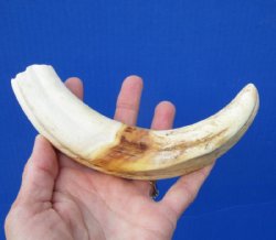 9 inches African Warthog Ivory Tusk for Sale, 6 ounces, <font color=red> 6-1/2 inches Solid</font> - Buy this one for $44.99