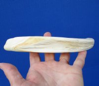 9-3/4 inches African Warthog Ivory Tusk for Carving, 7 ounces <font color=red> 7 inches Solid</font>  - Buy this one for $44.99