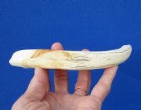 9-1/4 inches African Warthog Ivory Tusk, 4.7 ounces, <font color=red> 6-1/4 inches Solid</font> - Buy this one for $44.99