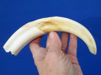 9-1/4 inches African Warthog Ivory Tusk, 4.7 ounces, <font color=red> 6-1/4 inches Solid</font> - Buy this one for $44.99