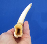 9-1/4 inches African Warthog Ivory Tusk, 4.7 ounces, <font color=red> 6-1/4 inches Solid</font> - Buy this one for $44.99