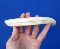 9-3/4 inches Warthog Ivory Tusk for Carving, 5 ounces, <font color=red> 7-1/4 inches Solid</font> - Buy this one for $44.99