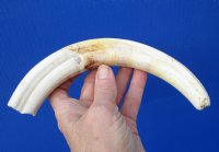 9-3/4 inches Warthog Ivory Tusk for Carving, 5 ounces, <font color=red> 7-1/4 inches Solid</font> - Buy this one for $44.99
