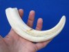 8-3/4 inches Warthog Tusk for Sale for Carving, 4 ounces, <font color=red> 6-1/4 inches Solid, $34.99</font> (Plus $8.50 First Class Mail) - You are buying this one.