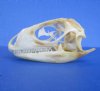 2-1/4 inches Real Iguana Skull for Sale, Beetle Cleaned, Not Whitened - Buy this one for <font color=red> $39.99</font> (Plus $7.50 First Class Mail)