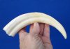 8-3/4 inches African Warthog Tusk for Sale 4 ounces, <font color=red> 5-1/2 inches Solid</font> - Buy this one for <font color=red> $34.99</font> Plus $8.50 First Class Mail