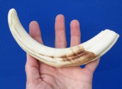 9 inches African Warthog Tusk for Sale, 4-1/2 ounces <font color=red> 7-1/2 inches Solid</font> - Buy this one for $44.99 