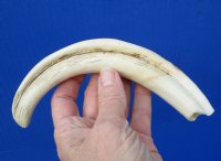 9 inches African Warthog Tusk for Sale, 4-1/2 ounces <font color=red> 7-1/2 inches Solid</font> - Buy this one for $44.99 