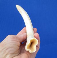 9 inches African Warthog Tusk for Sale, 4-1/2 ounces <font color=red> 7-1/2 inches Solid</font> - Buy this one for $44.99 