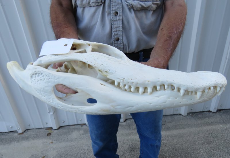 161/2 inch A Grade Florida Alligator Skull
