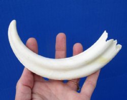 8-3/4 inches Warthog Tusk for Sale, Ivory for Carving, 4 ounces, <font color=red> 5-3/4 inches Solid, $34.99 each</font> (Plus $8.50 First Class Mail)