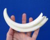 8-3/4 inches Warthog Tusk for Sale, Ivory for Carving, 4 ounces, <font color=red> 5-3/4 inches Solid, $34.99 each</font> (Plus $8.50 First Class Mail)