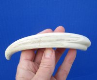 8-3/4 inches Warthog Tusk, Ivory for Carving, 4 ounces, 5-3/4 inches Solid, for $34.99 