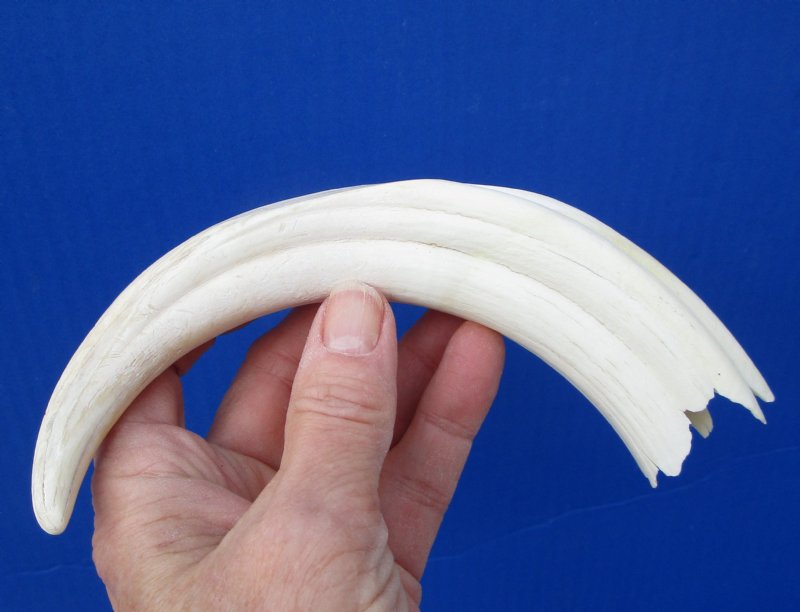 8-3/4 inches Warthog Tusk for Sale for Carving, 5-3/4 inches Solid