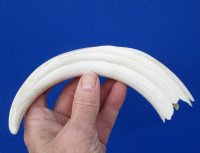 8-3/4 inches Warthog Tusk, Ivory for Carving, 4 ounces, 5-3/4 inches Solid, for $34.99 