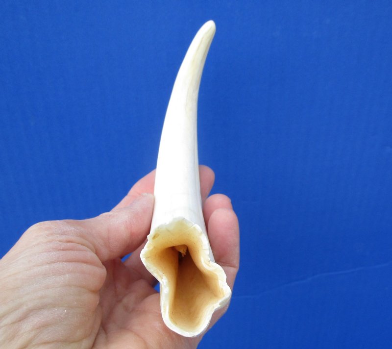 83/4 inches Warthog Tusk for Sale for Carving, 53/4 inches Solid