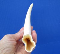 8-3/4 inches Warthog Tusk, Ivory for Carving, 4 ounces, <font color=red> 5-3/4 inches Solid</font>, for $34.99 
