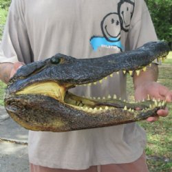 Extra Large Real Louisiana Alligator Head - $149.99