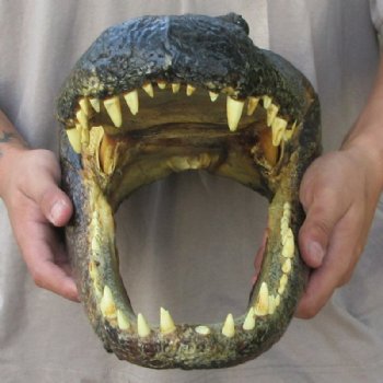 Extra Large Real Louisiana Alligator Head - $149.99