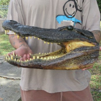 Extra Large Real Louisiana Alligator Head - $149.99