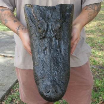 Extra Large Real Louisiana Alligator Head - $149.99