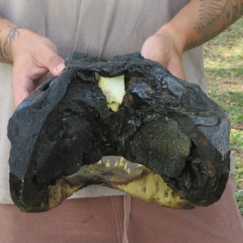 Extra Large Real Louisiana Alligator Head - $149.99