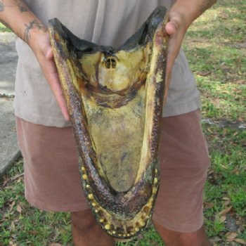 Extra Large Real Louisiana Alligator Head - $149.99