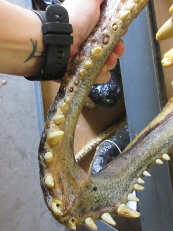 Extra Large Real Louisiana Alligator Head - $149.99